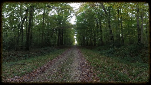 wallpaper panorama automne vert arbres sentier cadre chemin forêt feuilles verdure hugin