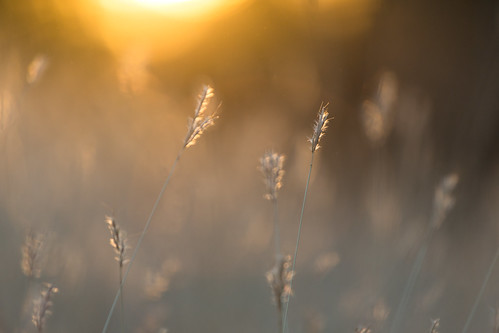 sunset field grass canon yahoo bokeh kansas grassyfield