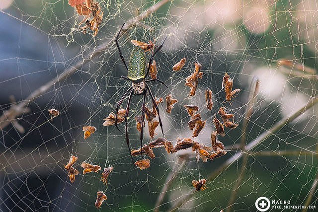 Batik Golden Web Spider- Nephila antipodiana ♀