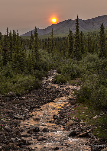 trees sunset summer sky orange brown mountains green water alaska pine creek nationalpark rocks brush denali
