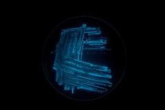 Glow in the dark bacteria (Photobacterium phosphoreum)