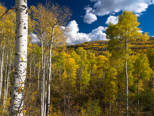 autumn trees color fall nature leaves clouds forest landscape colorado bluesky olympus aspens rockymountains omd quakingaspen populus populustremuloides em5 elkmountains rockpaperexcellence 1250mmf3563mzuiko