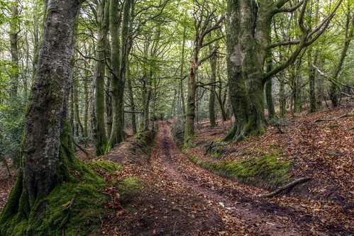 wood woodland track path somerset pathway quantocks hillfort aonb quantockhills trackway deadwomansditch dowsborough