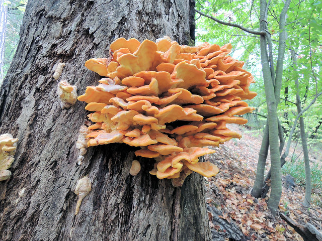 chicken of the woods_02