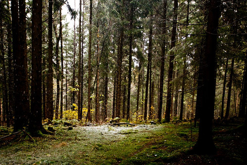 oktober snow nature norway forest norge october natur tur skog snø askim prestegårdsskogen