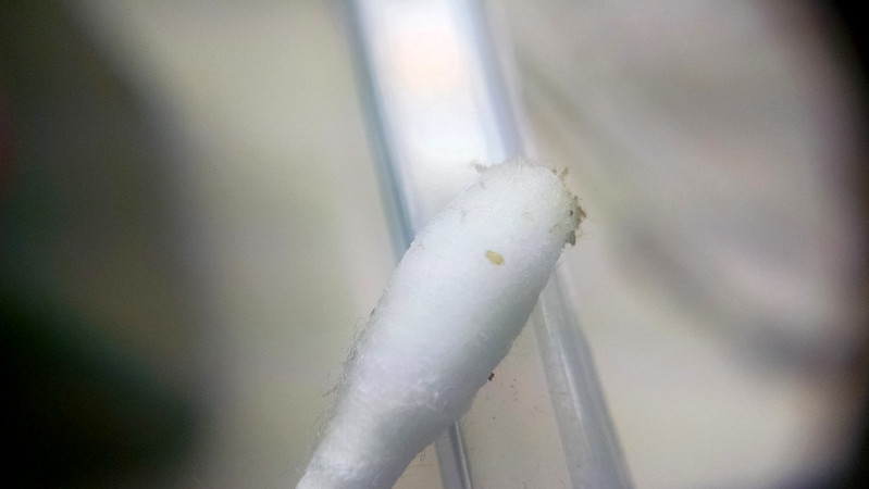 Cotton swab with dead aphids.