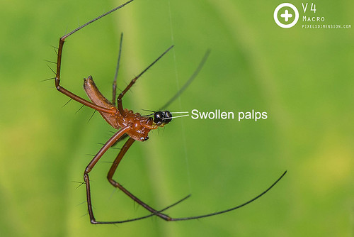 Swollen Palps of a male Nephila spider