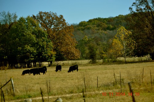 trees cows barns east farms traveling highway24