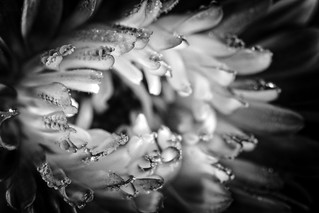 Aster in B&W - EXPLORED 10/22/2014