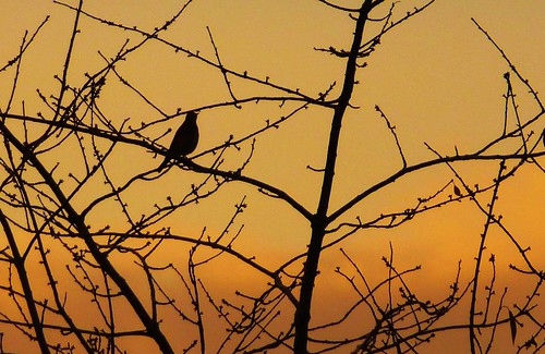tree bird nature silhouette sunrise scotland wildlife branches fieldfare