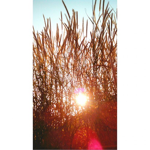 light beach sunrise square landscape weeds bokeh squareformat flare silhoutte mundane mangalore yabbadabbadoo iphoneography instagramapp uploaded:by=instagram