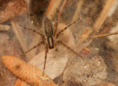 arthropod spider agelenidae agelenopsis grassspider funnelwebspider northcarolina piedmont fieldtrip cbs20170415 sigma150mmexdgf28macro