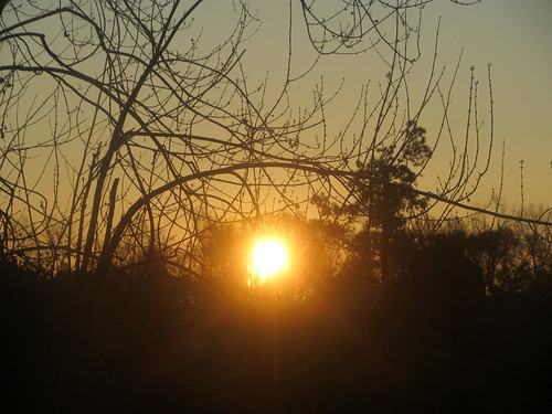lumberton nc northcarolina robesoncounty tree trees sky morning morningsky goodmorning sunrise risingsun light sunlight landscape nature