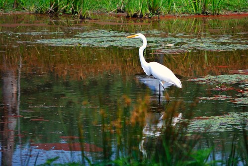 Egret in Alder at Caledon State Park
