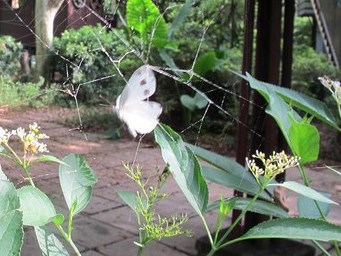 掛網的台灣紋白蝶。攝影：陳理德