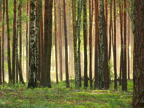 trees light sunlight nature forest poland polska dust lodzkie łódzkie szczerców
