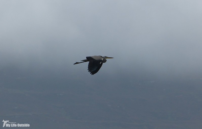 P1090366 - Grey Heron, Isle of Mull