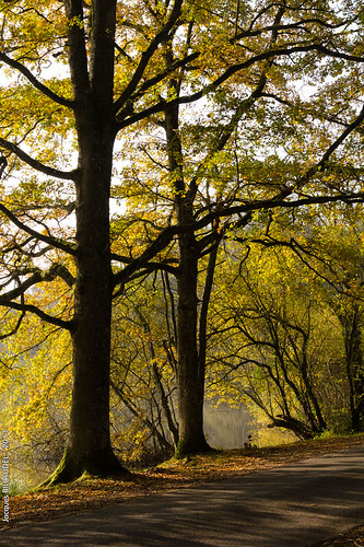 france tree landscape centre paysage campagne arbre loiretcher marcillyengault