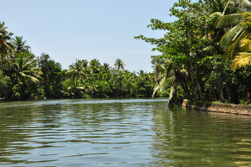 trees india nature nikon kerala backwaters coconuttrees boatride alleppey d90 nikond90