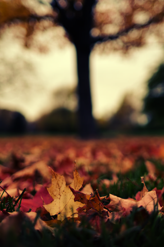 (Image credit: October Leaves by Dane Vandeputte)