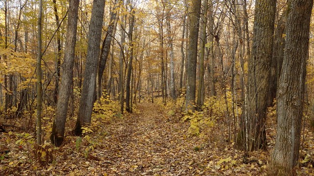 a leaf-covered walking path