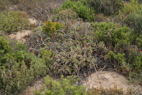 Pelargonium fulgidum in habitat