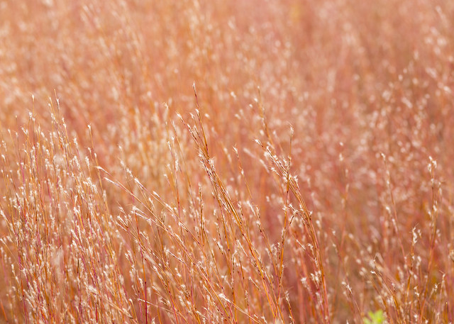 Dried Prairie Grass