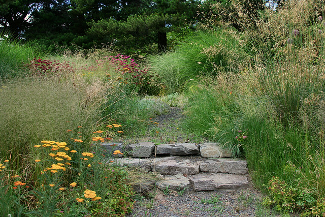 23_steps_and_grasses