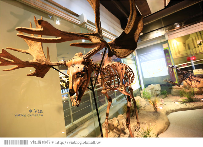 【台南南科景點】樹谷生活科學館～超大的劍齒象化石！有趣又能長知識的博物館！23