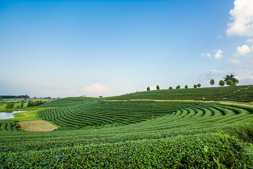 china travel mountain plant tree green nature beautiful field japan season landscape countryside leaf spring scenery asia tea drink terrace outdoor farm hill grow scene row farmland fresh cameron plantation land tropical organic agriculture tranquil cultivation agricultural chiangrai chouifong