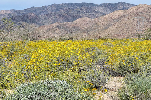 brittlebush california desertsunflower flowers joshuatreenp indio unitedstates