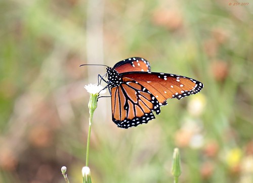butterfly containmentpond danausgilippus insect nature naturewalk queen sterlingridge texas thewoodlands viewsoftexas zeesstof