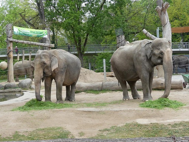 Rani und Nanda, Zoo Karlsruhe