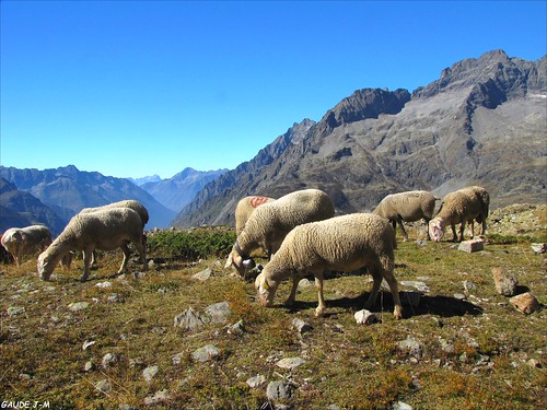 france paca paysage moutons montagnes hautesalpes valgaudemar