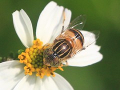 IMG_2879 平原蚜蠅  雄蟲 Spotted-eye Syrphid Fly