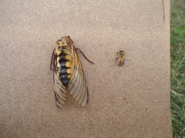 A sinistra la falena (senza testa) a destra un'ape