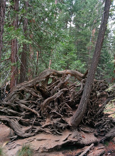 trees hiking roots sequoia sequoianationalforest trailof100giants sequoiaroots downedsequoia