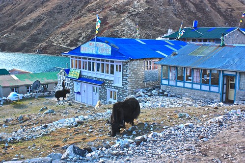 two Yaks hanging out at a lodge