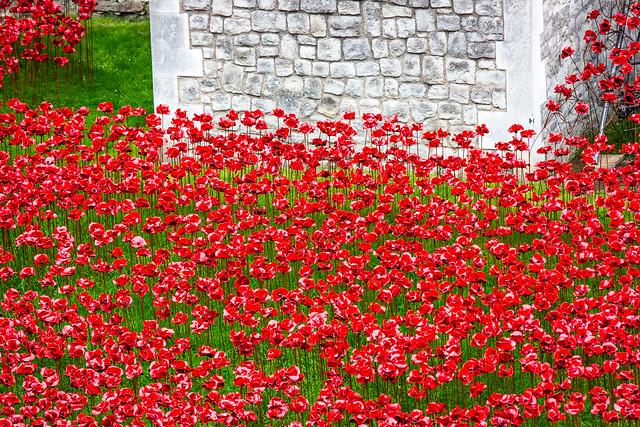 Moat of Poppies - The Tower of London