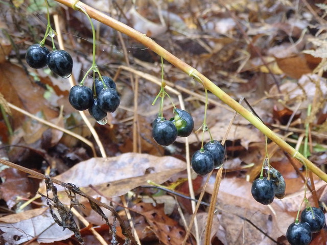 Polygonatum biflorum solomons seal berries linville gorge