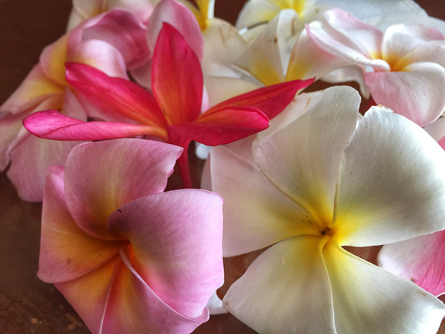 Tahiti flowers
