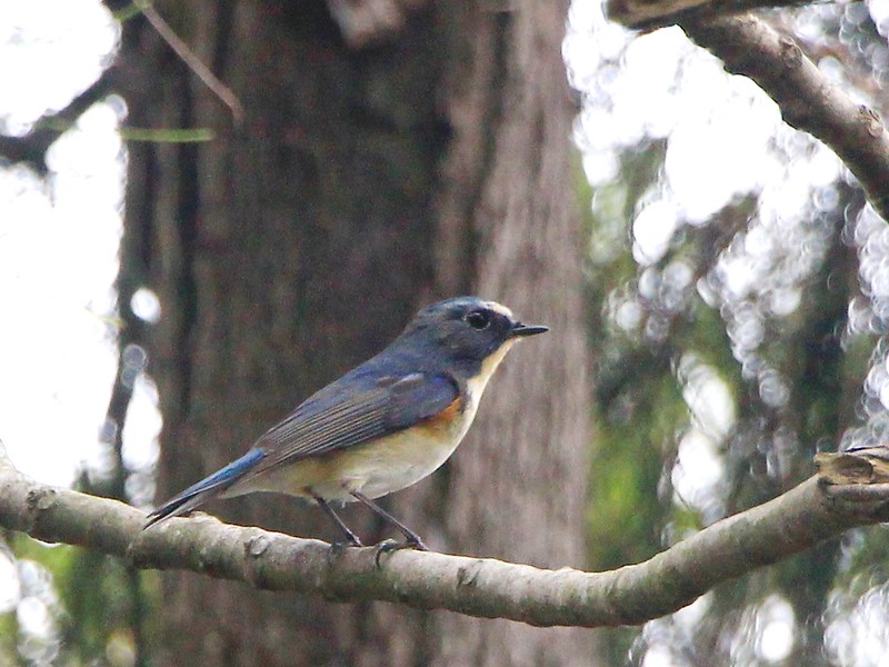 IMG_1051 藍尾鴝 公鳥 Red-flanked Bluetail