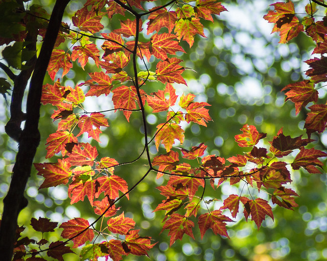 Autumn, Leaves, Leaf, Fall, Color