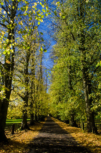 uk autumn shadow england holiday fall leaves lines sunshine golden seasons arboretum cotswolds countrylane leading autumnal batsford moreton