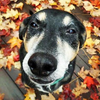 Happy 11th Birthday Tut! ☺ ♥ #dogstagram #rescued #coonhoundmix #adoptdontshop #seniordog #ilovemyseniordog #ilovemydogs #fall #leaves #leafpeeping