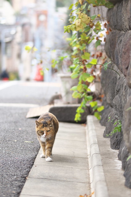 東京路地裏散歩 谷中のネコ 2014年11月3日