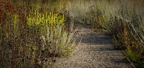 flowers autumn plants fall nature minnesota garden landscape midwest fallcolors autumncolors winona nativeplants nativeflowers prairiestyle prairiegarden prairieplants prairiestylegarden