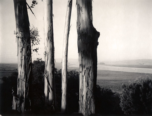eucalyptus trees blackpoint petaluma river silver bw film polaroid 664 automatic250 roidweek2017