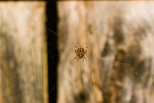 macro fall night canon fence garden evening spider backyard web arachnid araneusdiadematus ef100mm orbwebspider lafayettecolorado ef20028l eos70d