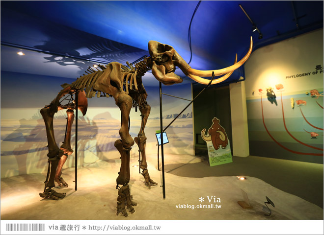 【台南南科景點】樹谷生活科學館～超大的劍齒象化石！有趣又能長知識的博物館！17